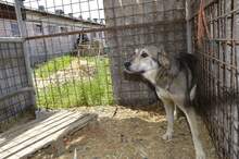 ADRIANA, Hund, Mischlingshund in Slowakische Republik - Bild 2