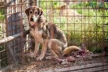 ADRIANA, Hund, Mischlingshund in Slowakische Republik - Bild 4