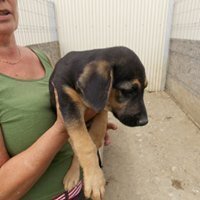 RION, Hund, Mischlingshund in Wittmund - Bild 11