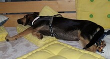 RION, Hund, Mischlingshund in Wittmund - Bild 5