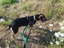 RION, Hund, Mischlingshund in Wittmund - Bild 7