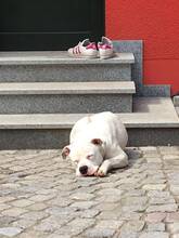 KAIRO, Hund, Dogo Argentino-Mix in Schwarzenberg - Bild 4