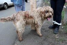 PUMUKLI, Hund, Mischlingshund in Ungarn - Bild 2