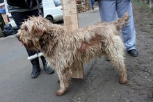 PUMUKLI, Hund, Mischlingshund in Ungarn - Bild 4