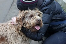 PUMUKLI, Hund, Mischlingshund in Ungarn - Bild 5
