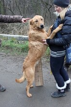 DINA, Hund, Labrador-Mix in Ungarn - Bild 1