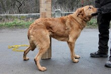 DINA, Hund, Labrador-Mix in Ungarn - Bild 2