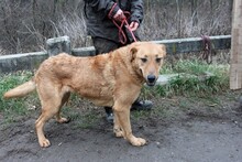 DINA, Hund, Labrador-Mix in Ungarn - Bild 4