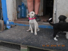 SELINA, Hund, Mischlingshund in Rumänien - Bild 4