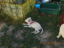 SELINA, Hund, Mischlingshund in Rumänien - Bild 5