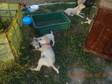 SELINA, Hund, Mischlingshund in Rumänien - Bild 6