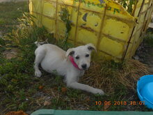SELINA, Hund, Mischlingshund in Rumänien - Bild 8