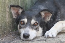 TUARI, Hund, Mischlingshund in Rumänien - Bild 1