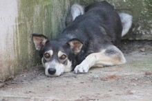 TUARI, Hund, Mischlingshund in Rumänien - Bild 2