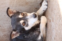TUARI, Hund, Mischlingshund in Rumänien - Bild 4