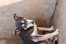 TUARI, Hund, Mischlingshund in Rumänien - Bild 5