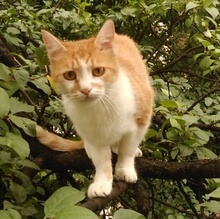 MAMITA, Katze, Europäisch Kurzhaar in Bulgarien - Bild 1