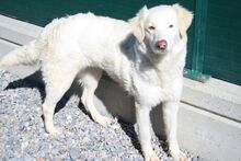 DOROTEA, Hund, Mischlingshund in Italien - Bild 2