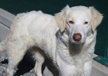 DOROTEA, Hund, Mischlingshund in Italien - Bild 4