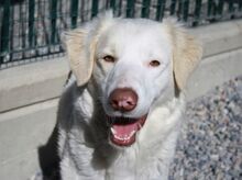 DOROTEA, Hund, Mischlingshund in Italien - Bild 9