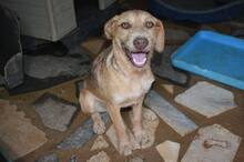 EDDIE, Hund, Mischlingshund in Portugal - Bild 10