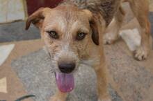 EDDIE, Hund, Mischlingshund in Portugal - Bild 11