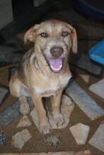 EDDIE, Hund, Mischlingshund in Portugal - Bild 12