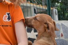 EDDIE, Hund, Mischlingshund in Portugal - Bild 2