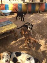 EDDIE, Hund, Mischlingshund in Portugal - Bild 5