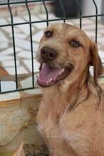 EDDIE, Hund, Mischlingshund in Portugal - Bild 7