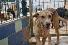 EDDIE, Hund, Mischlingshund in Portugal - Bild 8