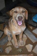 EDDIE, Hund, Mischlingshund in Portugal - Bild 9