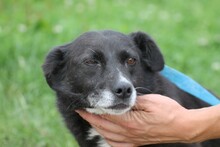 ADELAIDE, Hund, Dackel-Mix in Rumänien - Bild 1