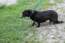 ADELAIDE, Hund, Dackel-Mix in Rumänien - Bild 4