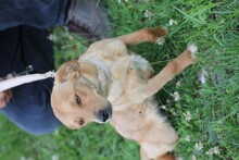 AYBI, Hund, Mischlingshund in Rumänien - Bild 2