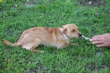 AYBI, Hund, Mischlingshund in Rumänien - Bild 3