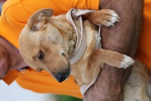 AYBI, Hund, Mischlingshund in Rumänien - Bild 4