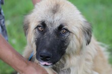 CASCHKA, Hund, Collie-Mix in Rumänien - Bild 1