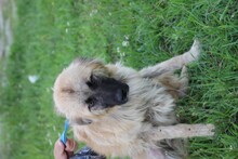 CASCHKA, Hund, Collie-Mix in Rumänien - Bild 2