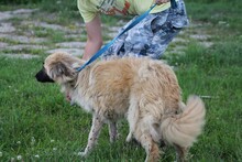 CASCHKA, Hund, Collie-Mix in Rumänien - Bild 3