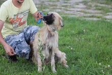 CASCHKA, Hund, Collie-Mix in Rumänien - Bild 4