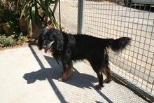 TOBI, Hund, Mischlingshund in Spanien - Bild 3