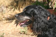 TOBI, Hund, Mischlingshund in Spanien - Bild 4
