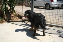 TOBI, Hund, Mischlingshund in Spanien - Bild 5