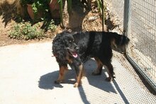 TOBI, Hund, Mischlingshund in Spanien - Bild 6