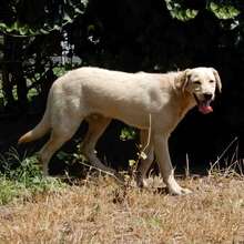 BINGO, Hund, Mischlingshund in Vaterstetten - Bild 10