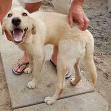 BINGO, Hund, Mischlingshund in Vaterstetten - Bild 3