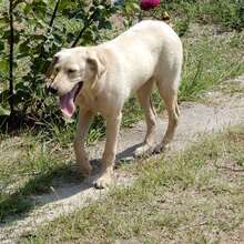 BINGO, Hund, Mischlingshund in Vaterstetten - Bild 5