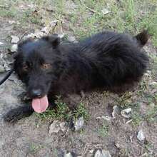 PEPPER, Hund, Mischlingshund in Vaterstetten - Bild 26
