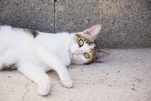 KALOA, Katze, Europäisch Kurzhaar in Spanien - Bild 1